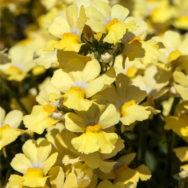 Nemesia Sunsatia, gelb