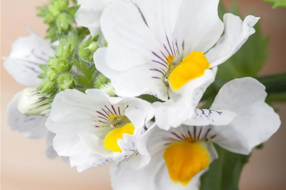 Nemesia Sunsatia, weiß 11 cm