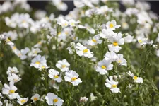 Nemesia Sunsatia, weiß 11 cm