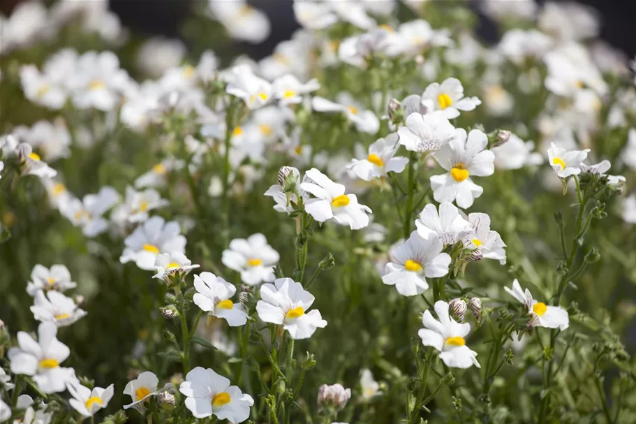 Nemesia Sunsatia, weiß 11 cm