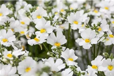 Nemesia Sunsatia, weiß 11 cm