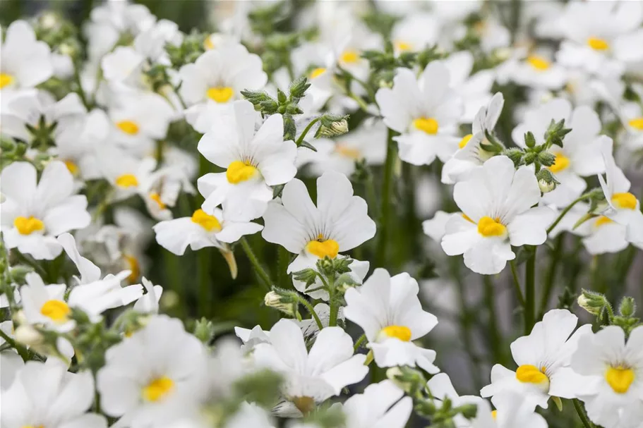 Nemesia Sunsatia, weiß 11 cm