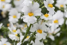 Nemesia Sunsatia, weiß 11 cm