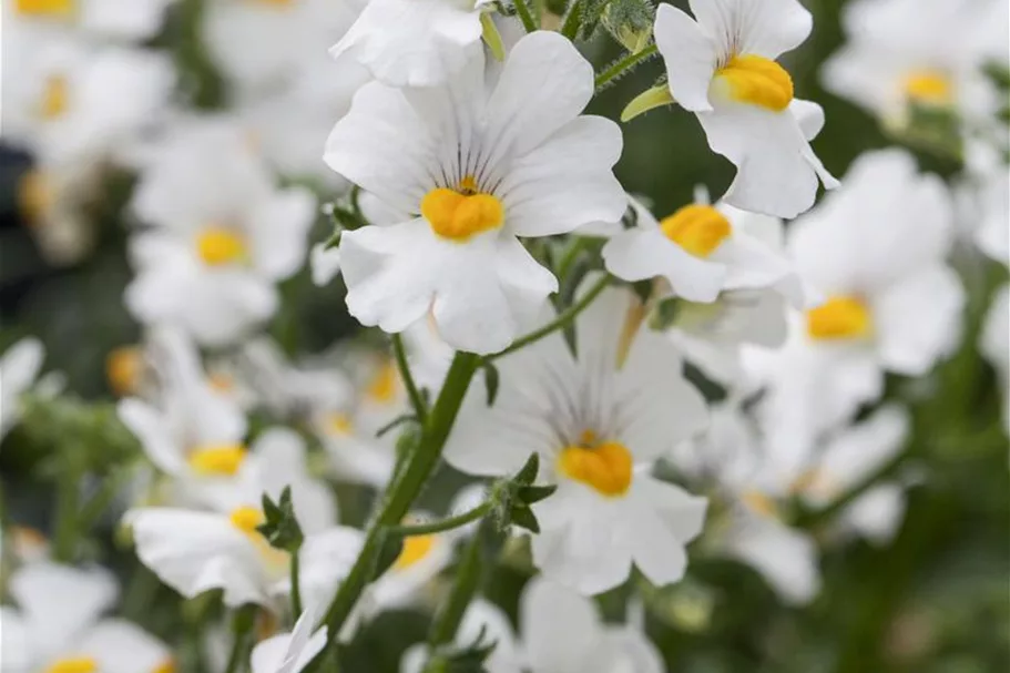 Nemesia Sunsatia, weiß 11 cm