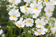 Nemesia Sunsatia, weiß 11 cm