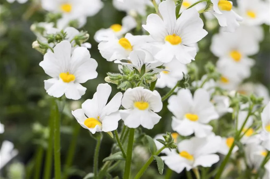 Nemesia Sunsatia, weiß 11 cm