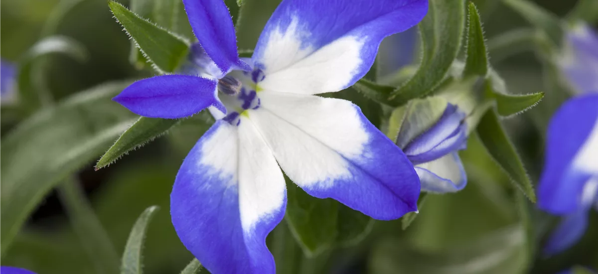 Lobelia 'Richardii' Summer Love 11 cm