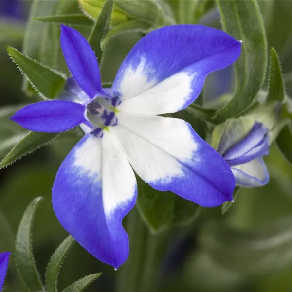 Lobelia 'Richardii' Summer Love 