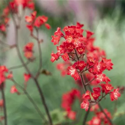 Heuchera sanguinea 'Ruby Bells'