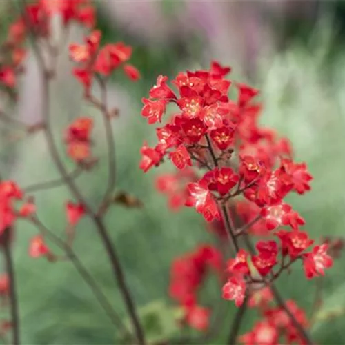 Heuchera sanguinea 'Ruby Bells'