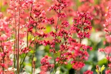 Heuchera 'Paris' 12 cm