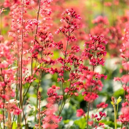 Heuchera 'Paris'