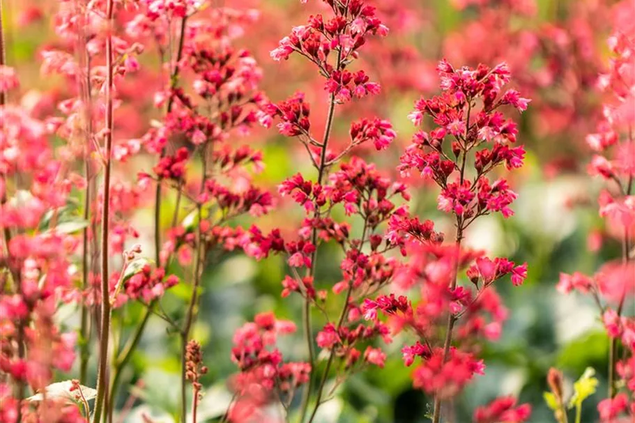 Heuchera 'Paris' 12 cm