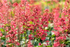 Heuchera 'Paris' 12 cm