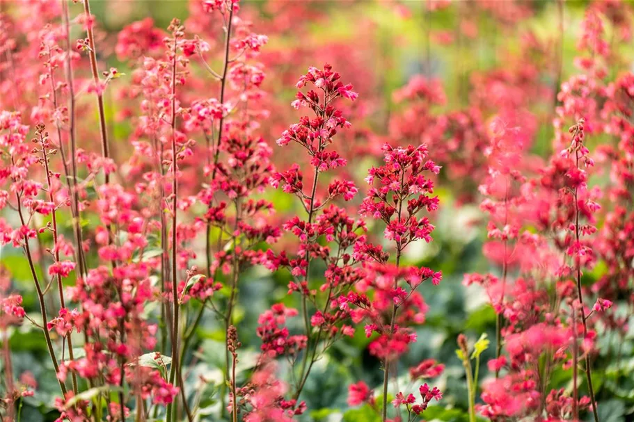 Heuchera 'Paris' 12 cm