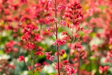 Heuchera 'Paris' 12 cm