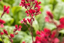 Heuchera 'Paris' 12 cm