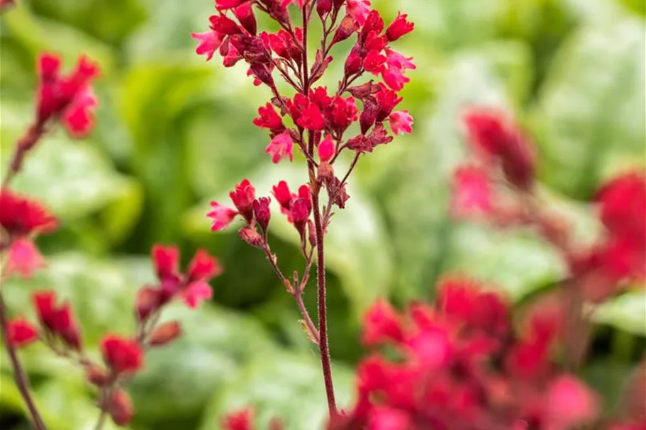 Heuchera 'Paris' 12 cm