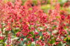 Heuchera 'Paris' 12 cm