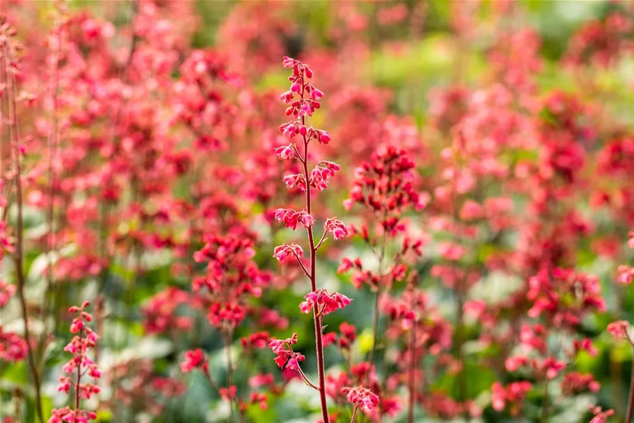 Heuchera 'Paris' 12 cm