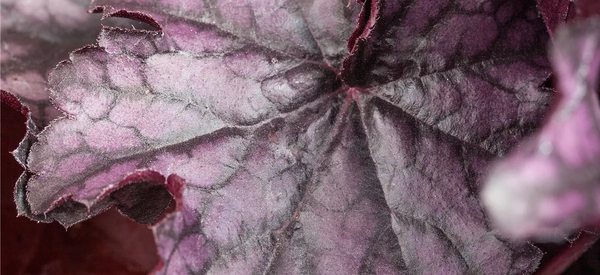 Heuchera 'Milan' 12 cm