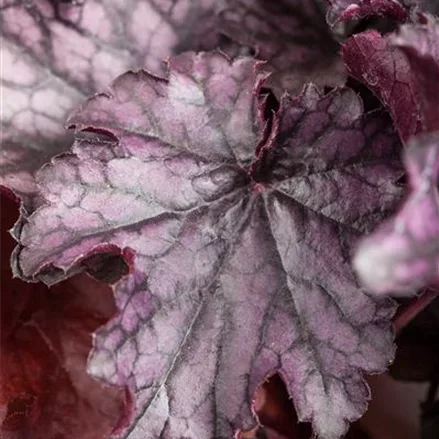 Heuchera 'Milan'