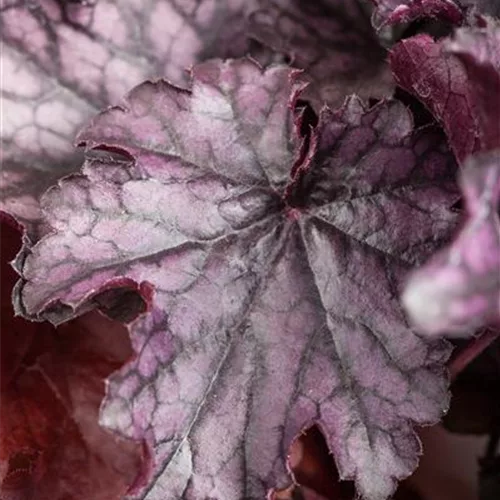 Heuchera 'Milan'