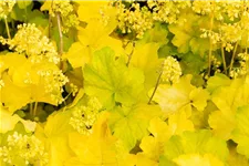 Heuchera "Little Cuties - Blondie in Lime" 12 cm