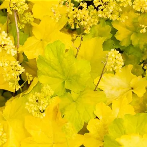 Heuchera "Little Cuties - Blondie in Lime"