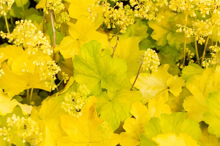 Heuchera "Little Cuties - Blondie in Lime" 12 cm