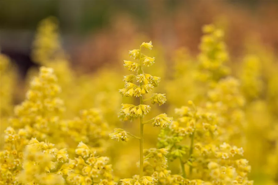 Heuchera "Little Cuties - Blondie in Lime" 12 cm