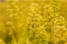 Heuchera "Little Cuties - Blondie in Lime" 12 cm