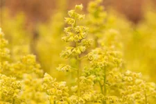 Heuchera "Little Cuties - Blondie in Lime" 12 cm