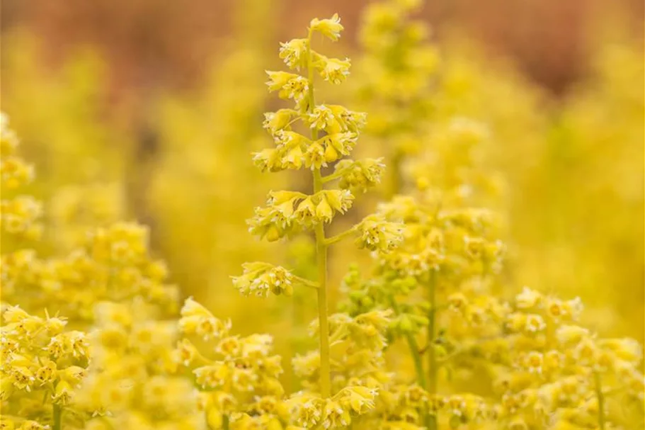 Heuchera "Little Cuties - Blondie in Lime" 12 cm