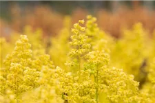 Heuchera "Little Cuties - Blondie in Lime" 12 cm