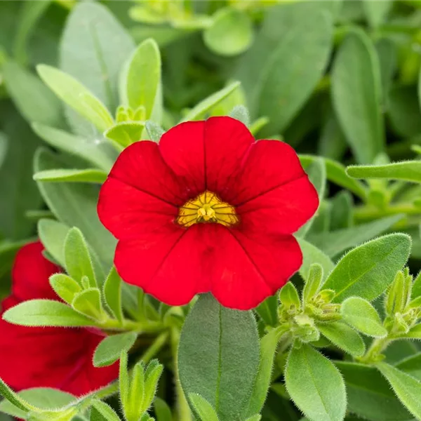 Zauberglöckchen 'Red Ruby' 