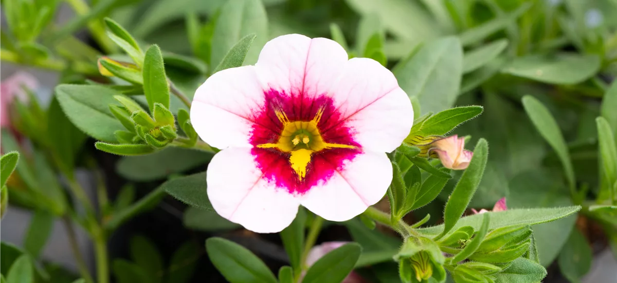 Zauberglöckchen 'Pink Red Eye' 11 cm