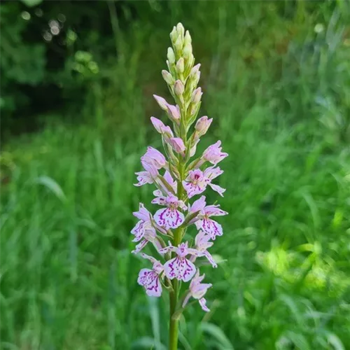 Iberisches Knabenkraut-Hybride -Freilandorchidee