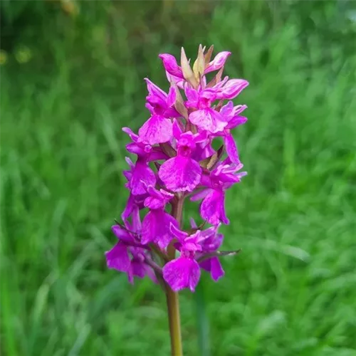 Übersehenes Knabenkraut-Hybride - Freilandorchidee