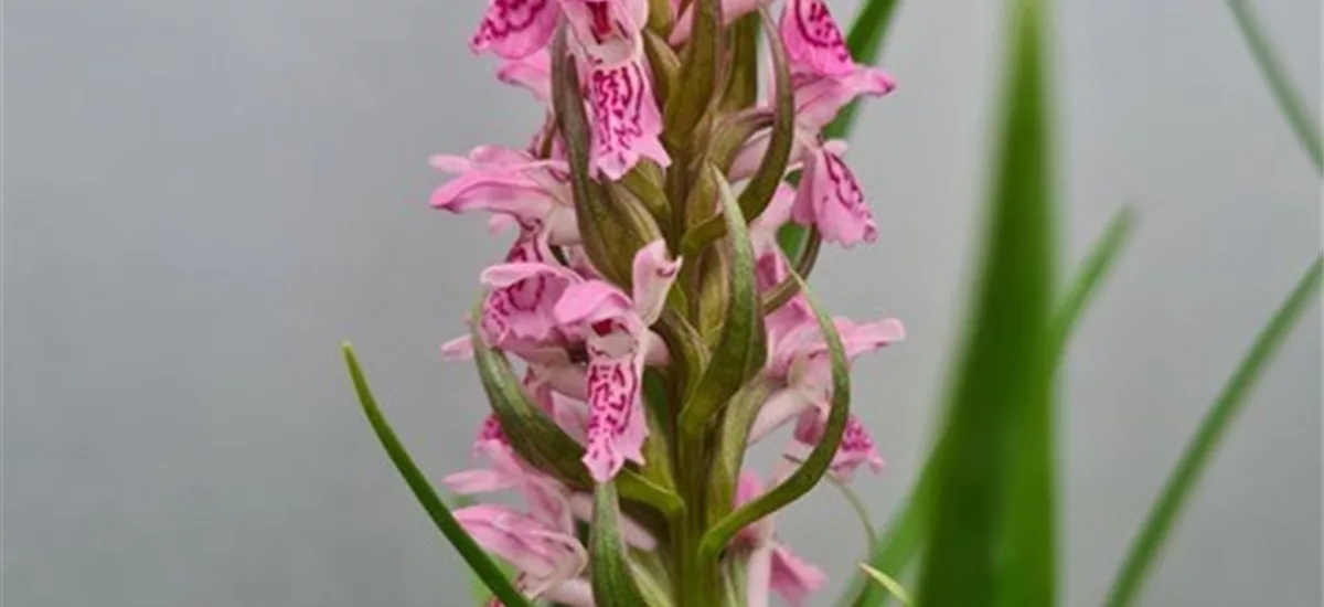 Fleischfarbenes Knabenkraut -Freilandorchidee 1 kräftige, blühstarke Knolle