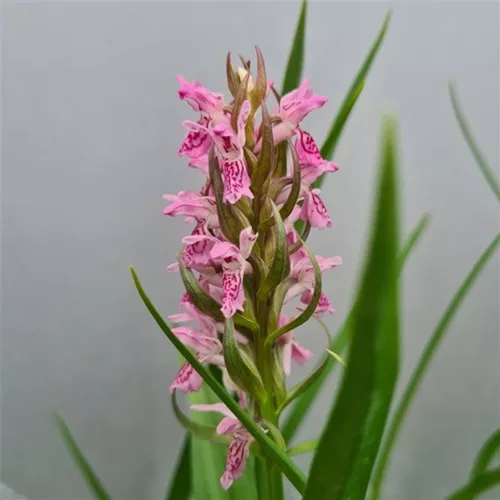 Fleischfarbenes Knabenkraut -Freilandorchidee