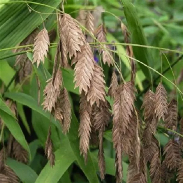 Plattährengras