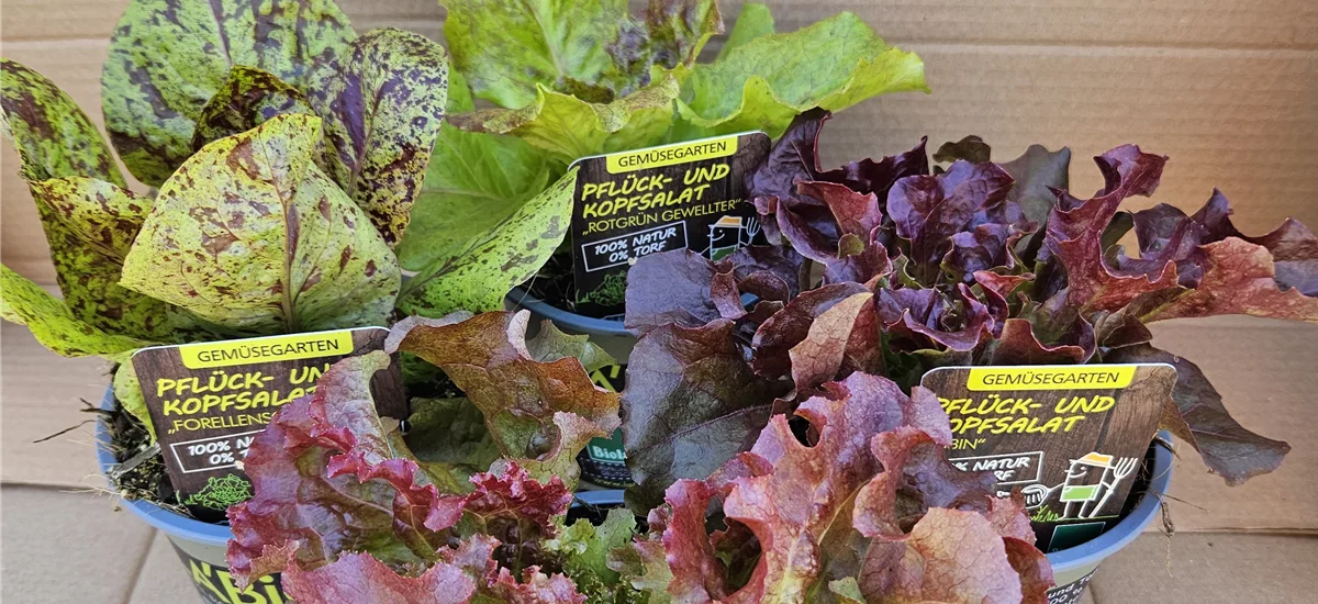 Bio Pflück- und Kopfsalate Set 4er Set Pflück- und Kopfsalat