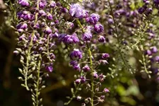 Wisteria floribunda 'Violacea Plena' Topfgröße 3 Liter, Höhe 60-100cm