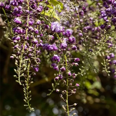 Wisteria floribunda 'Violacea Plena'