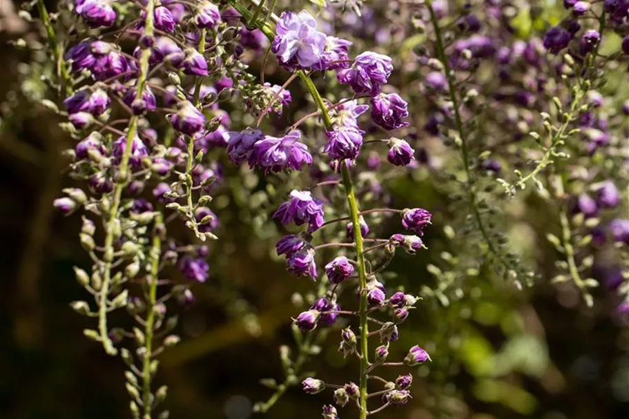 Wisteria floribunda 'Violacea Plena' Topfgröße 3 Liter, Höhe 60-100cm