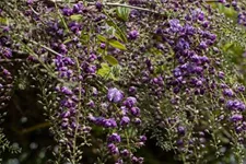 Wisteria floribunda 'Violacea Plena' Topfgröße 3 Liter, Höhe 60-100cm