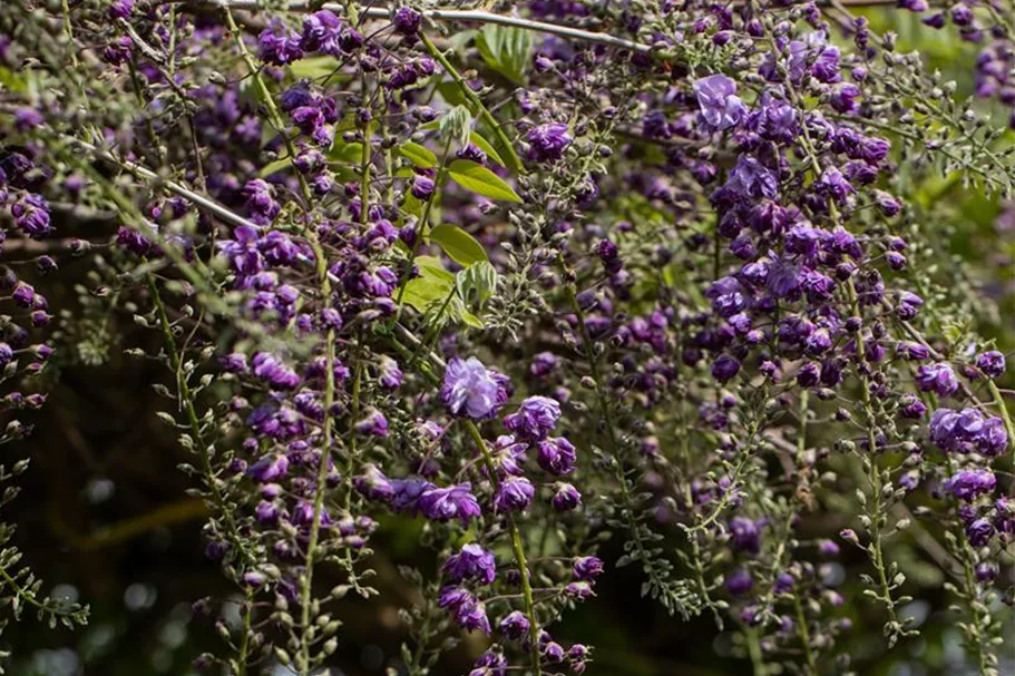 Wisteria floribunda 'Violacea Plena' Topfgröße 3 Liter, Höhe 60-100cm