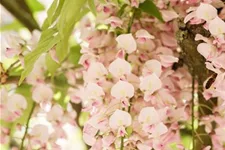 Wisteria floribunda 'Rosea'