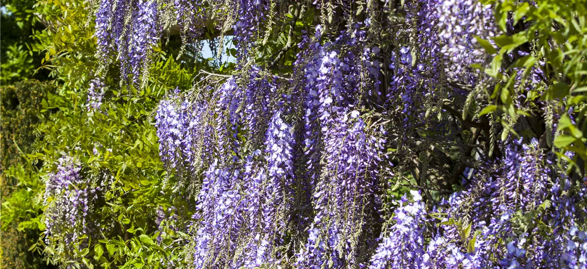 Wisteria floribunda 'Blue Dream' Topfgröße 3 Liter, Höhe 60-100cm